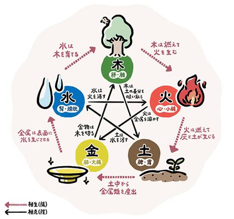 五行 体の部位|漢方の物差し③「五行の物差し」カラダを大きく5つ。